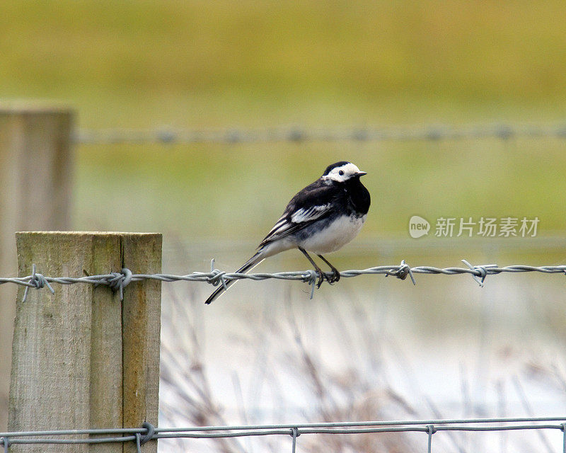 花斑鹡鸰（Motacilla alba yarelli）